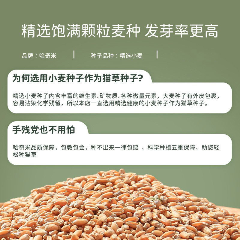Perezoso gato hierba taza de gato sin suelo hidroponía gato hierba espuma bola de pelo gato bocadillos hierba al por mayor se puede repetir