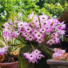 贵州赤水金钗石斛 铁皮枫斗 石斛附生兰吊兰花 药用滋补 植物附生