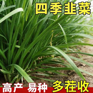 �ļ��²˷N�� ��β���Խ��Խ�� ��ͥ�������ֺ÷Nֲ