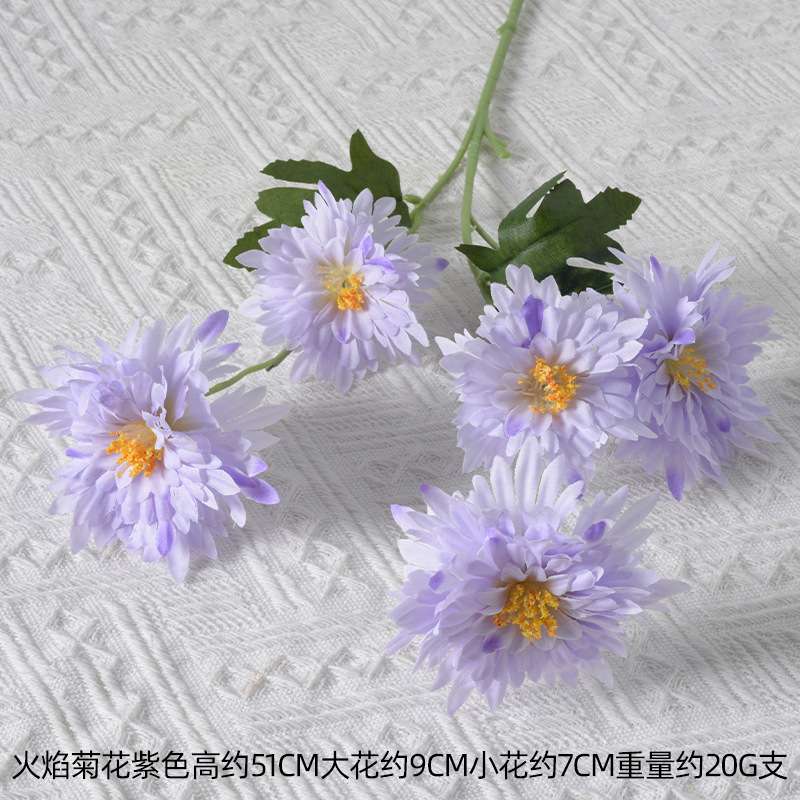 Crisantemo de llama púrpura