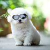 Doll, sunglasses, toy with accessories, cotton glasses, pet