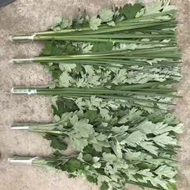 盆栽;其他园林植物;干花