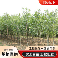 基地白蜡树苗现挖带土发行道工程绿化白蜡树庭院庭荫观景白腊树苗
