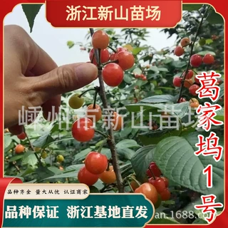 新山苗场 浙江葛家坞樱桃树诸暨短柄樱桃苗南方种中国嫁接小樱桃