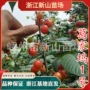 中国南方短柄嫁接樱桃树