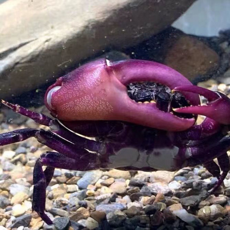 Crab Pets South China Sea Crab Watch Reptile violet Tian Xie Crab Spend Reptile