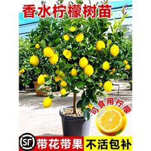 ˮʘԎϘͥԺ҃ļYʳý۹