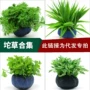 新手宫廷鱼缸水草绿菊