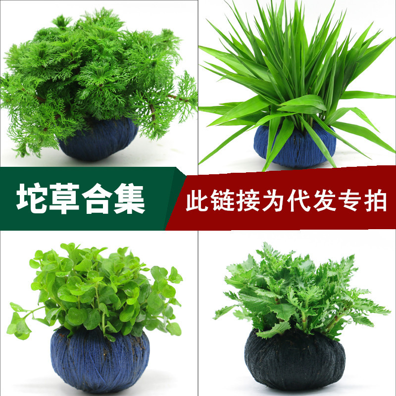 坨草新手懒人水草鱼缸造景中后景阴性水草红波绿菊绿宫廷一件代发