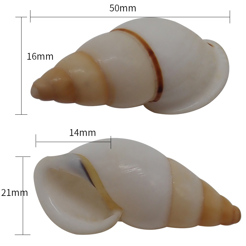 3-4cm 게에 적합한 수박 빨간색 x58 흰색 달팽이