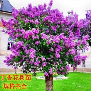 ���㻨������㻨�绨��ֲ���ͺ�ͥԺ�ļ�����e�����϶��㻨����