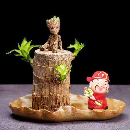 6- 7cm [발아 가능] 브라질우드 + 연잎 냄비 + 그루트 + 부의 신