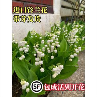 ��m���������M�ڷN���ѷN���ļ��_������ֲ���҃��⻨�ͺ��̓�