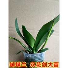 �p���������m�����m�����玧�����������҃Ȼ����B�׳ɻ�
