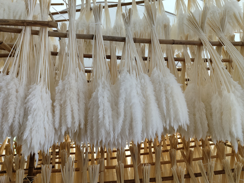 Pampas Grass Bouquet 9