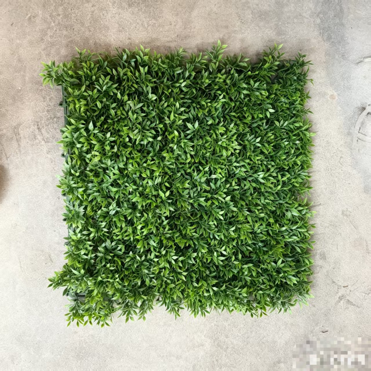 Chili grass 50*50