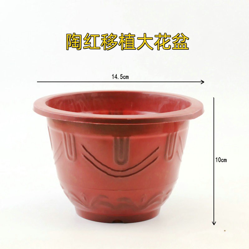 陶红移植大花盆