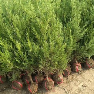 Seedlings of Pine and Cypress, Tower Cypress Saplings, Hinoki Cypress, Pine and Cypress Saplings, Pagoda Cypress Branches, Dragon Cypress Trees, Cypress Branches, Green Trees in All Seasons