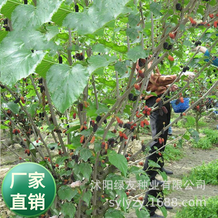 批发当年新采收果树种子桑葚果桑种子桑树野生林木四季易活易播