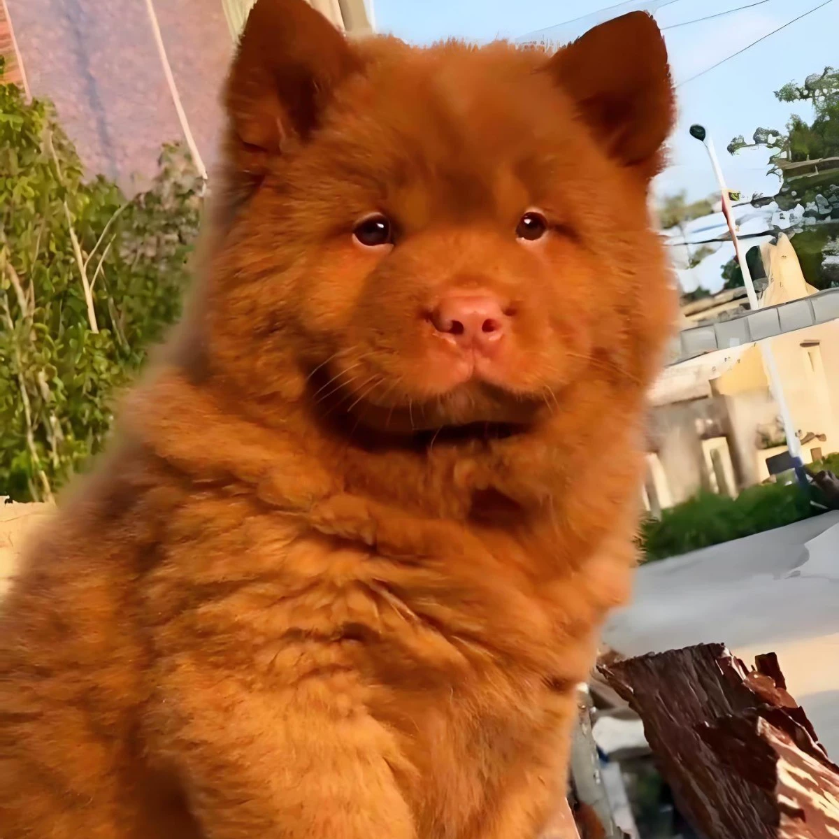 Чистокровные премиальные щенки пятно-красных собак живут, пятно-красные пастушьи собаки, домашние собаки, щенки пятно-красных собак, сторожевые собаки