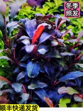 ������ˮ���~���`�{���`���������亣��ľ�쾰�ݸ�ϡ������ˮ���