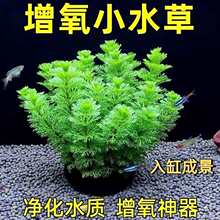 С����ˮ�ݵ�ˮֲ��m͢����ˮ�����~���쾰���ֺ��B��������ˮ