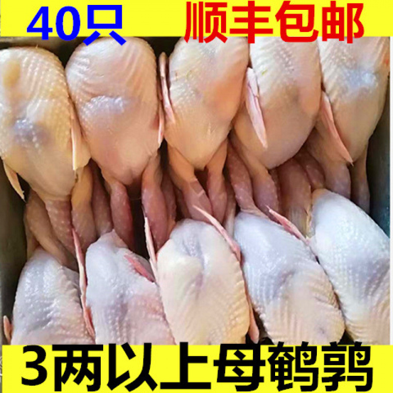 Freshly Slaughtered and Gutted Live Quail Meat and Pigeon for Barbecue, Shipped Directly by the Manufacturer with Free Shipping