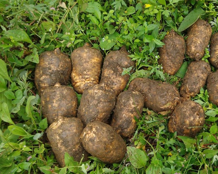 Tibetan Gastrodia Root Grade A Large Boxed 200g Dried Tian Ma for Herbal Decoction key features