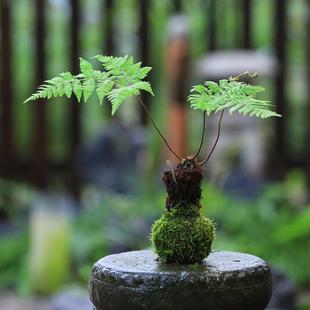 Hydroponic Moss Ball to Remove Formaldehyde Plant Indoor Office Desktop Shade-Loving Green Plant Mini Potted Moss Jade Money Tree