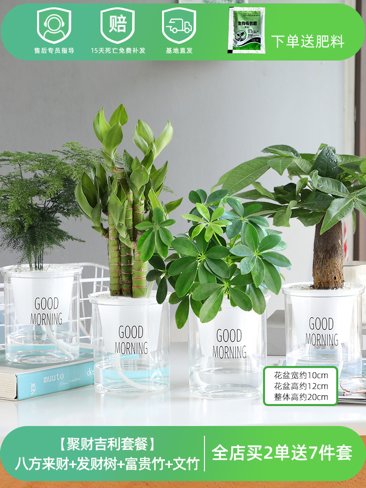 ✅[행운의 행운 패키지] 사방에서 오는 부 + 돈나무 + 행운죽 + 아스파라거스 대나무 (무료비료)