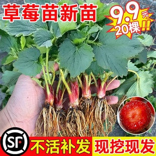 �ļ���ݮ��t����Ͳ�ݮ������Nֲ��ݮ���Ԯ���Y���������Ғ��