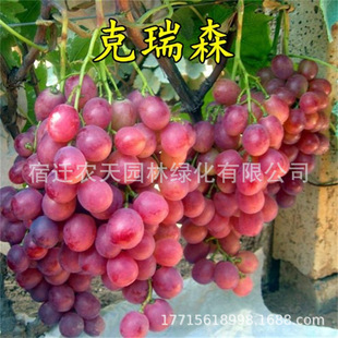 ����ɭ�����t����ј��m�o�Ѽt���������ϱ����Nֲ����Y��������