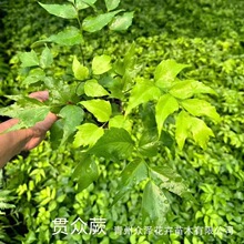 �B��ާ¹���y��ާ�v��ާ��ѩ�y��ާ���ɾG���^�p�������l
