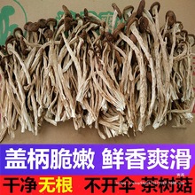 广昌剪根茶树菇新货不开伞500g 新鲜剪脚干茶树菇干货一斤不开膜
