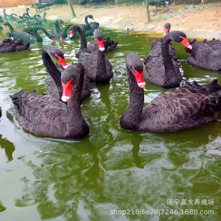 �����Z������Xһ�� �������u�^�p�����Z�� Ó���Z��ʲô�ط�