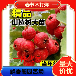 һ�����l�����ɽ高��������Ұɽ��tˮ������箔��Y���ϱ���