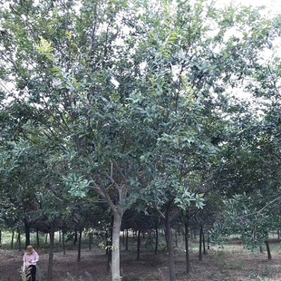 ���ؾG����ľ��ľ�Ř� �Ә��侫Ʒ�Ә�8-90���ִ��Ә�