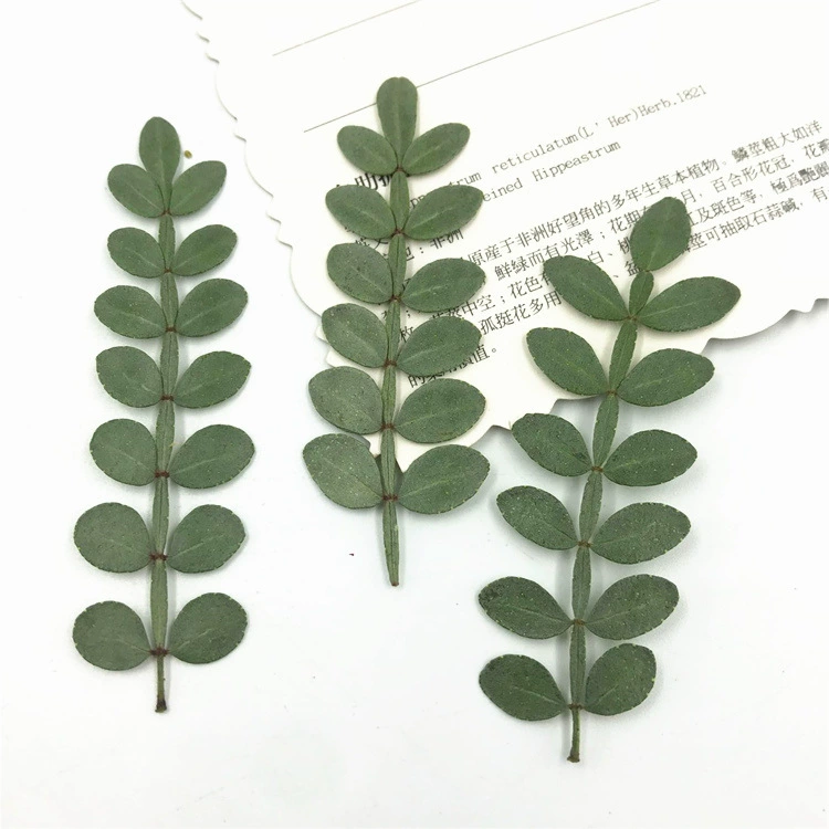 Перец сушеный лист образец истинного листа стикер сушеный цветок тиснение DIY Образец растения сушеный цветок