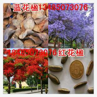 Jacaranda Seeds, Phoenix Wood Tree Seeds, Red Jacaranda Seeds, Blue Mist Tree, Purple Flower Cloud, Jacaranda, Fire Tree, Golden Phoenix Tree Seeds