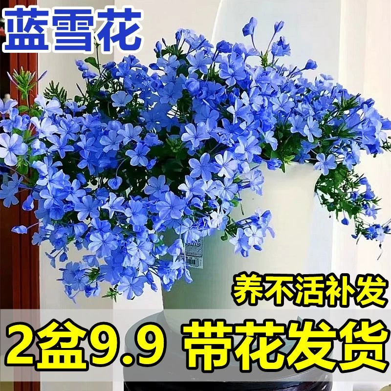 Саженец синей снежинки в горшке, балконный цветок, термостойкое, легко выращиваемое растение, сад, двор, вьющаяся лоза, вьющаяся цветочная лоза, белая снежинка