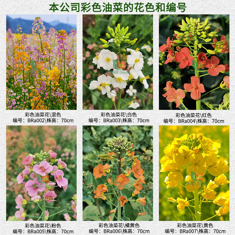 色付き菜種エンジニアリング緑化風景庭園花海フラワーミラー観賞用菜種|undefined