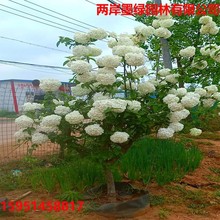 木本绣球树苗中华白色大花木琼花庭院别墅林园绿化盆栽地栽绣球花