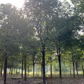 种子;其他园林植物;灌木