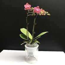 ����֧���������m���������B���҃Ⱥ��B�������m�ʺ����Ի���