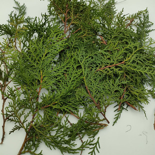 新鲜柏叶天然松针杉树枝摆件真花圣诞装饰材料拍摄DIY手工花环-阿里巴巴