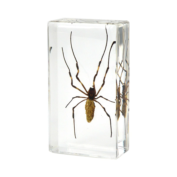 7.3CM medium stick bride spider