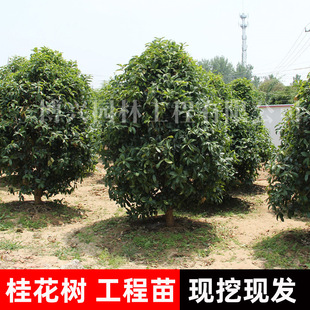 �޽ӹ𻨘����ļ����^�p����ͥԺ��𵤹�����̨�w�������¹�