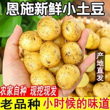 湖北高山小土豆新鲜土豆恩施马尔科批自种黄心洋芋好吃高山种植
