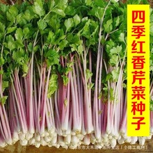 �ļ��t���۷N�Ӽt�۲˷N�Ѽtɫ��ɫ�������߲��̨�ѷN�ļ��N����