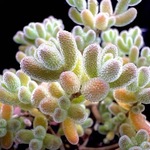 金桔糖球枝干番杏糖果冰晶钻石好养多肉植物组合客厅阳台花卉盆栽